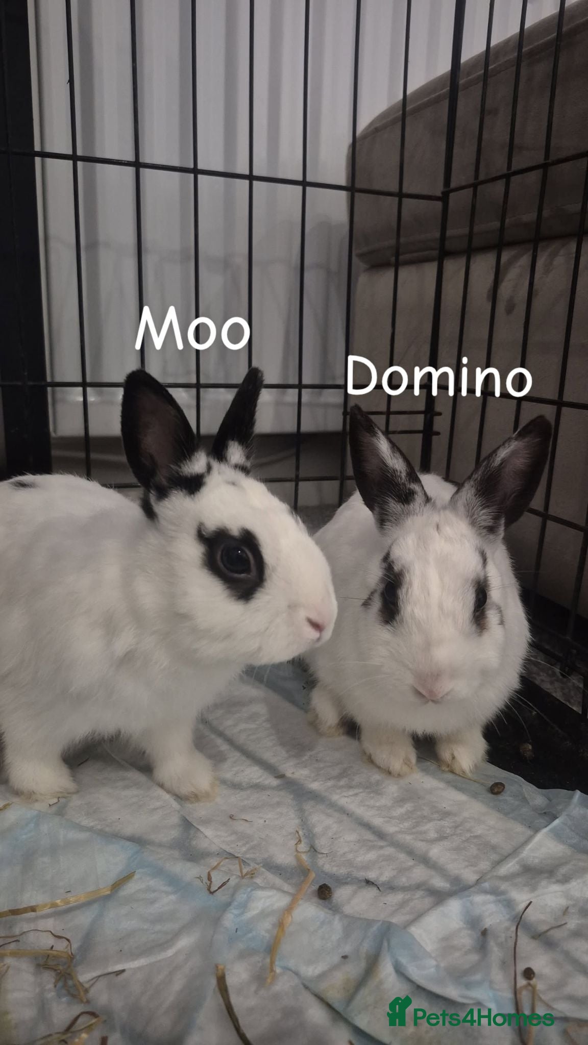 Mixed Breed rabbits Range of rabbits available  - Advert 7