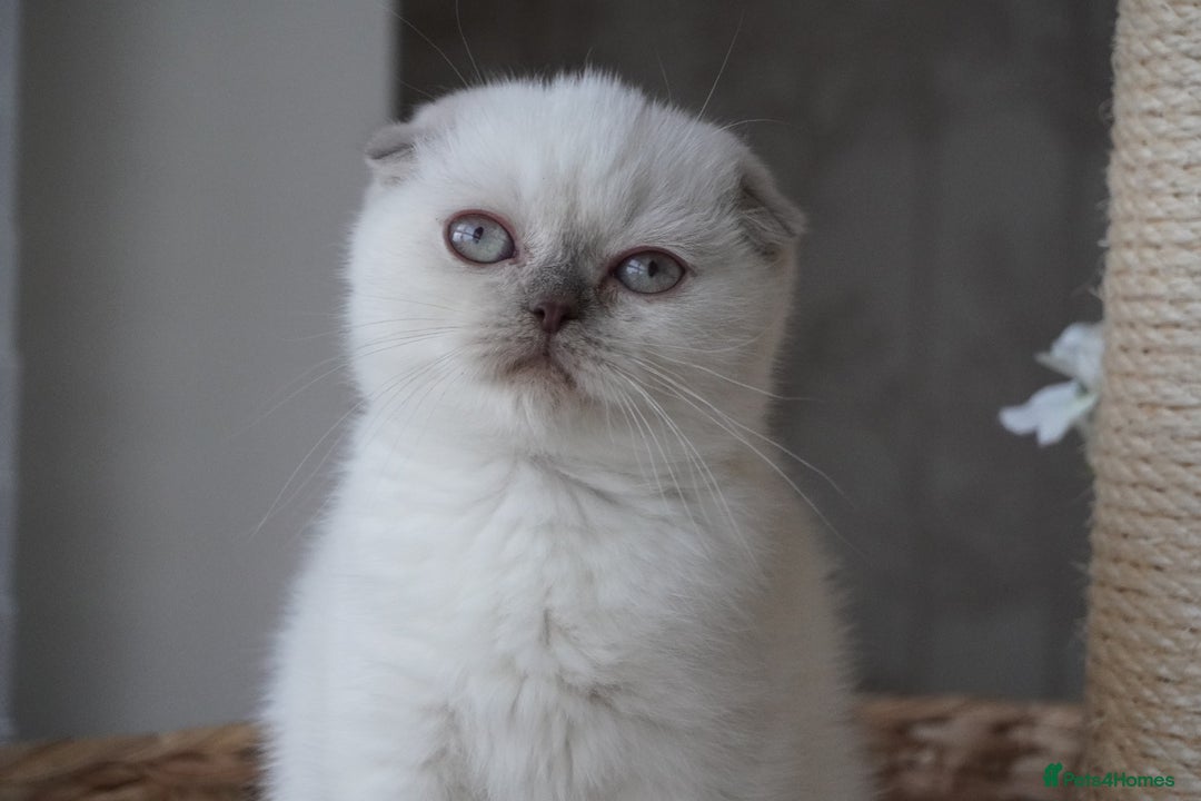 Scottish Fold cats for sale: ❣️Scottish Fold Kittens❣️ - Advert 7
