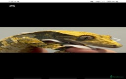 Gecko reptiles for sale: Male and female crested gecko  - Advert 1