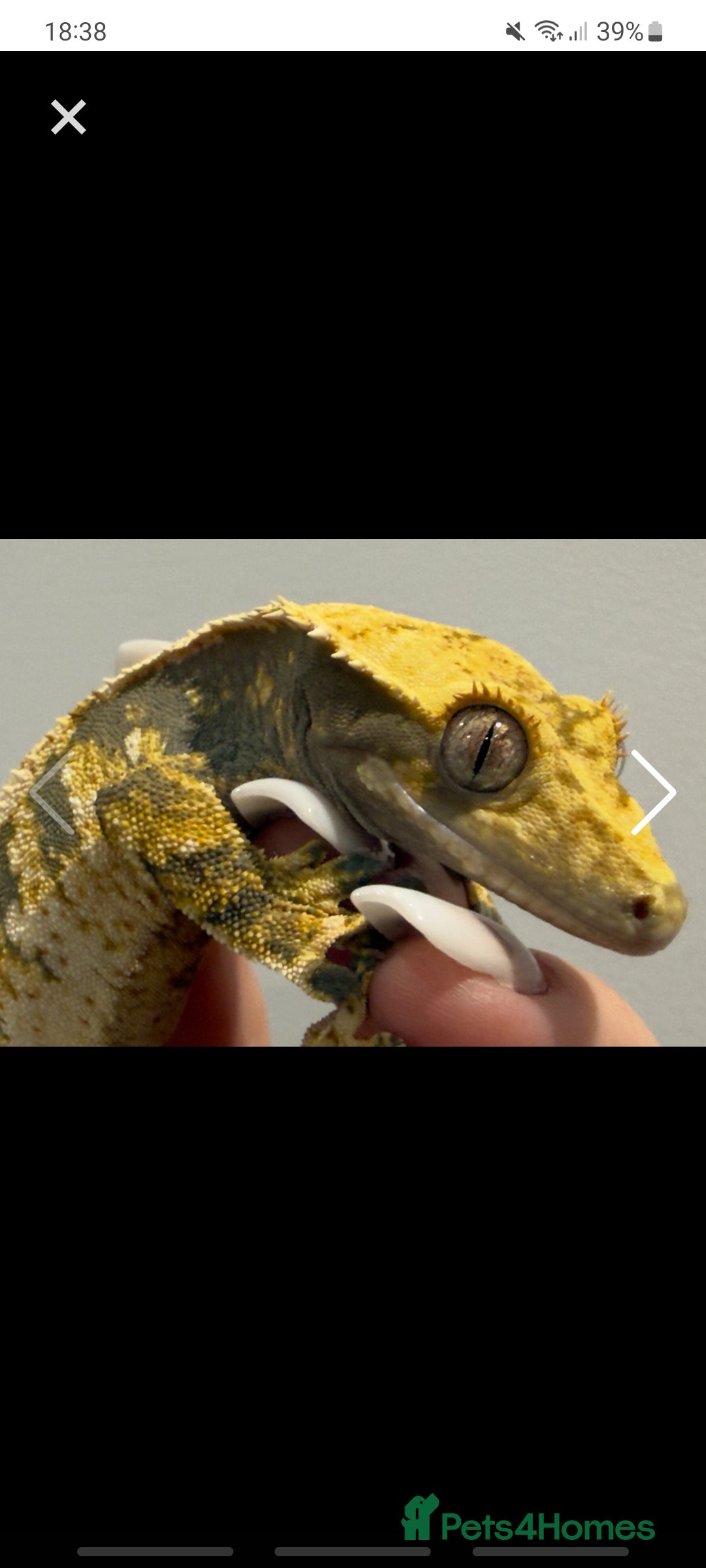 Gecko reptiles for sale: Male and female crested gecko  - Advert 1