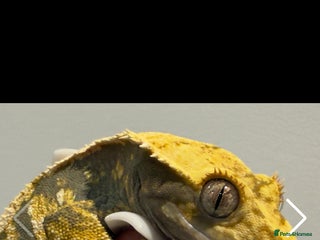 Gecko reptiles Male and female crested gecko - Advert 1