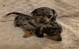 Miniature Dachshund dogs for sale: Amazing miniture dachshund puppies  - Image 25