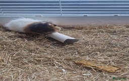Guinea Pig rodents for sale: 2 Male Guinea Pigs- with a large cage&accessories. - Image 5