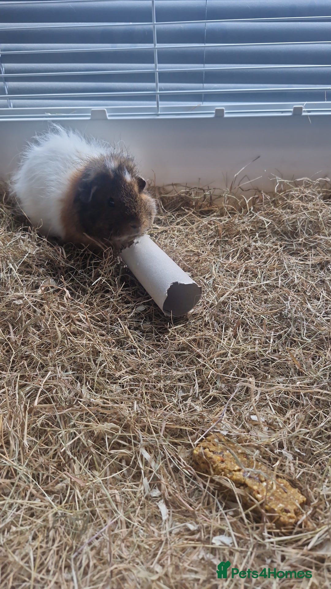 Guinea Pig rodents for sale: 2 Male Guinea Pigs- with a large cage&accessories. - Image 5