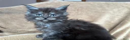 Maine Coon cats for sale: TICA Maine coon Kittens Smoke/Silver - Advert 13