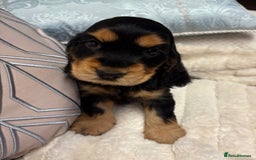 Cocker Spaniel dogs for sale: KC Reg Cocker Spaniel Puppies - Image 3