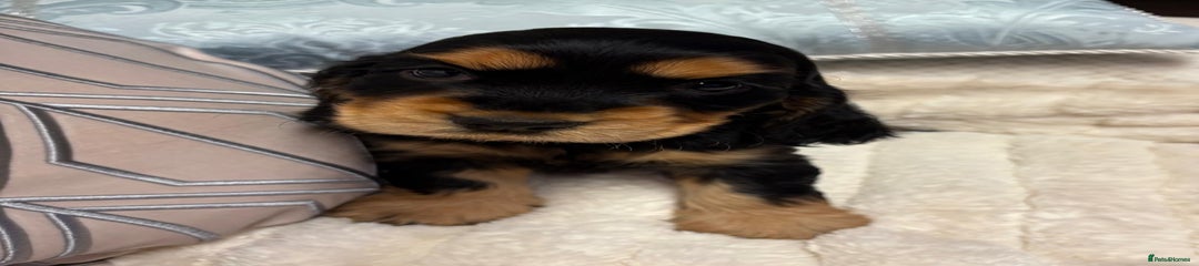 Cocker Spaniel Puppy 4