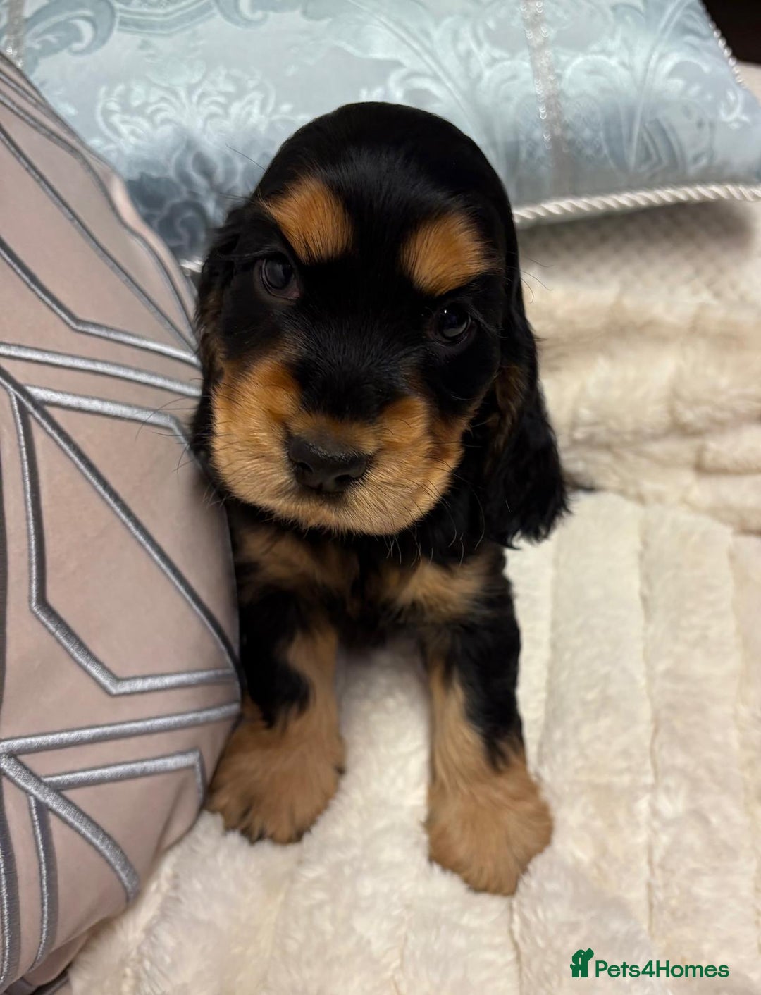 Cocker Spaniel dogs for sale: KC Reg Cocker Spaniel Puppies - Image 3