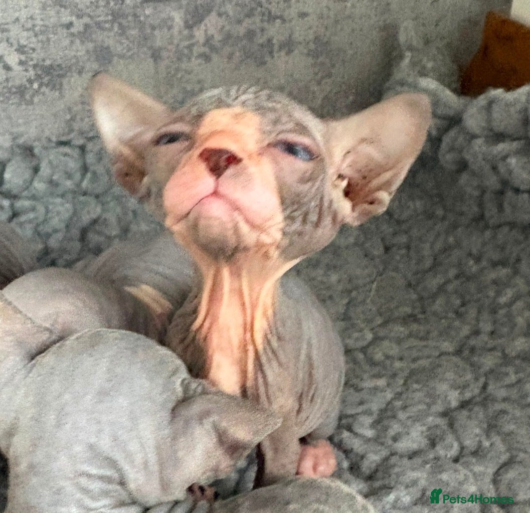 Sphynx cats Stunning lilac and blue sphynx  - Advert 8