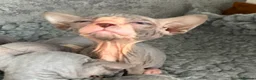 Sphynx cats for sale: Just 2 gorgeous boys left now - Advert 21