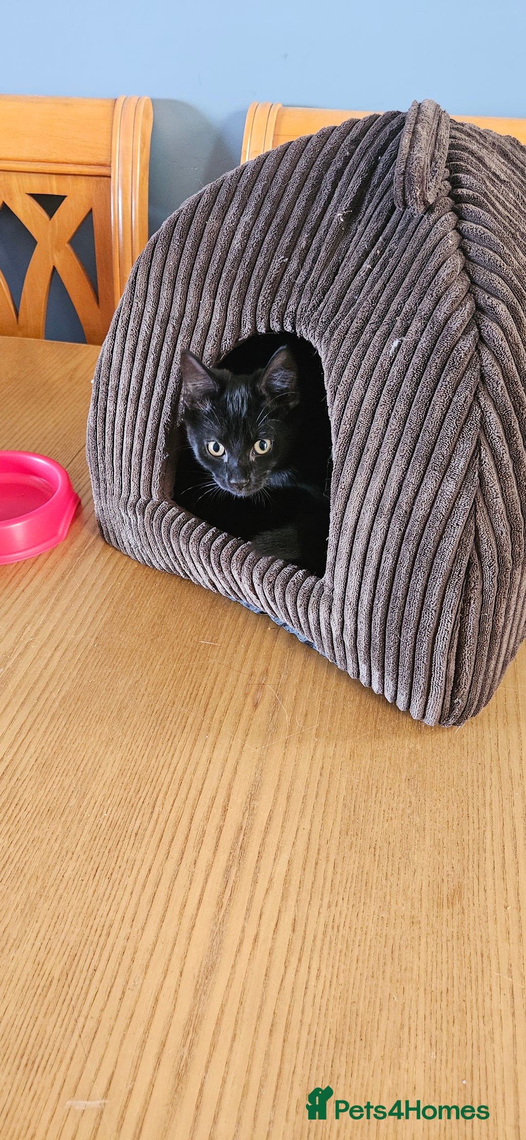 Mixed Breed cats for sale: Male and Female Kitten - Image 7