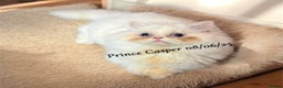 Munchkin cats for sale: Quality & Extremely Rare Persian Napoleon Minuets - Advert 4