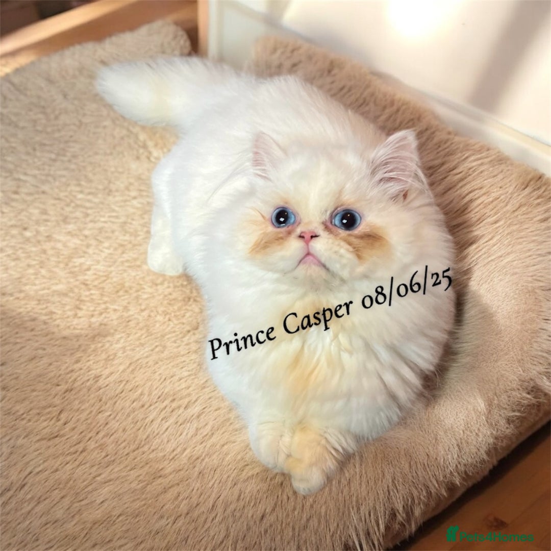 Munchkin cats for sale: Quality & Extremely Rare Persian Napoleon Minuets - Advert 4