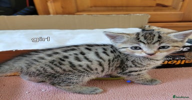 Mixed Breed cats - Advert 12