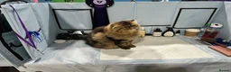 Persian cats for sale: CH Teddy Persian - Amazing cat - Advert 7