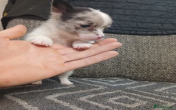 Mixed Breed dogs for sale: Pomeranian cross puppies ready now - Image 21