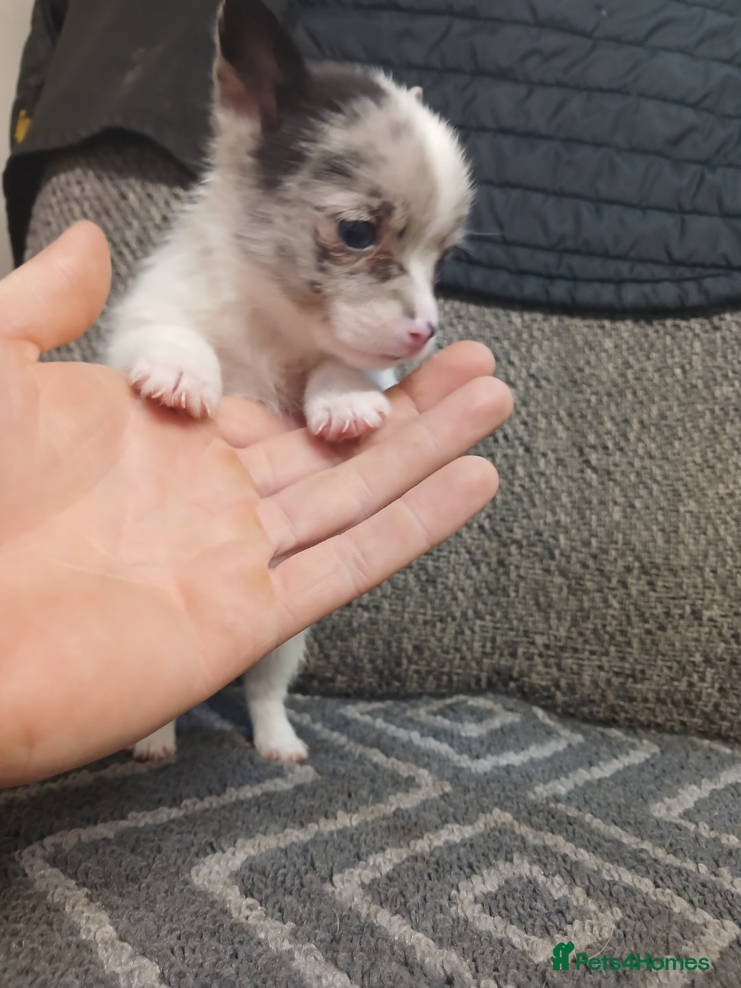 Mixed Breed dogs for sale: Pomeranian cross puppies ready now - Image 21