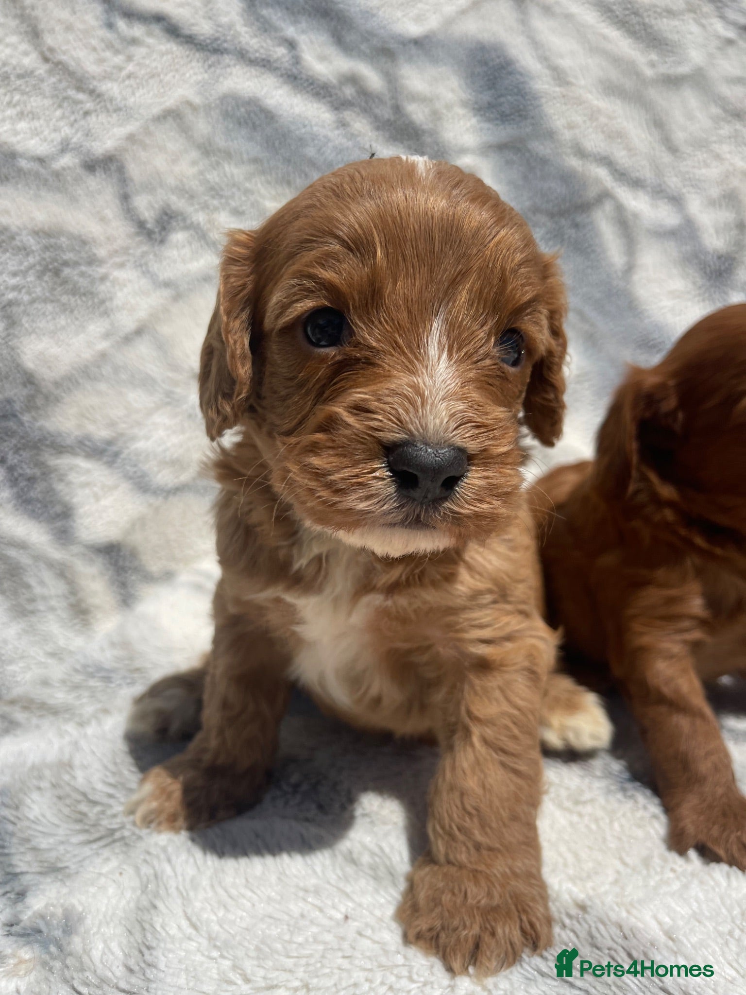 Cavapoo dogs STUNNING DNA TESTED TOY CAVAPOOS - Advert 1