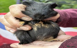 Guinea Pig rodents for sale: Beautiful multicoloured pups, ready 22nd October - Image 2