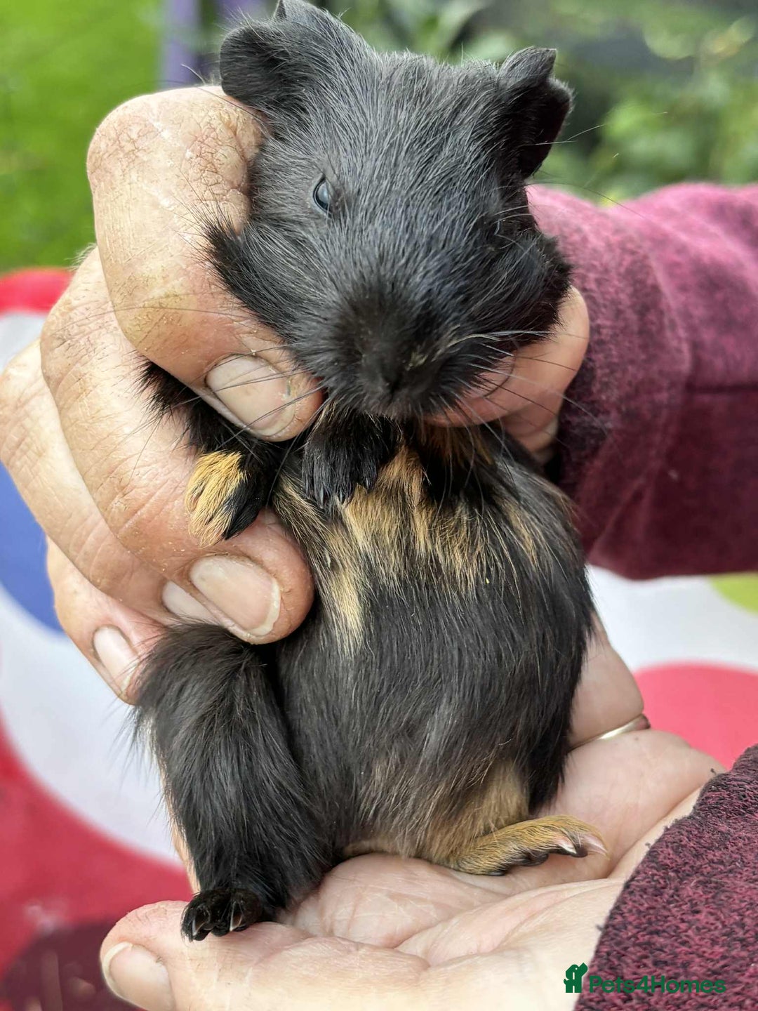 Guinea Pig rodents for sale: Beautiful multicoloured pups, ready 22nd October - Image 2