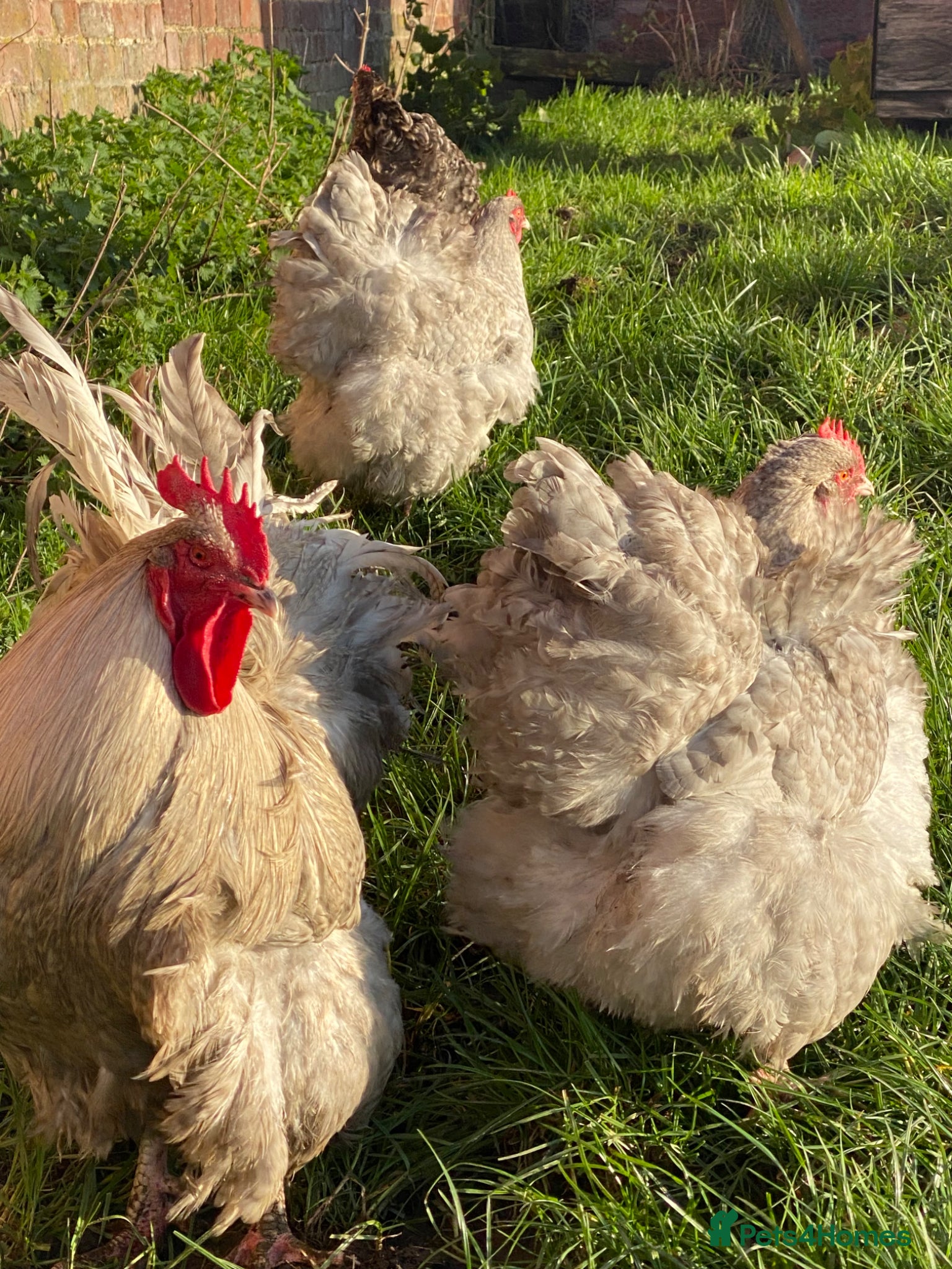 Chickens poultry Orpington hatching eggs  - Advert 1