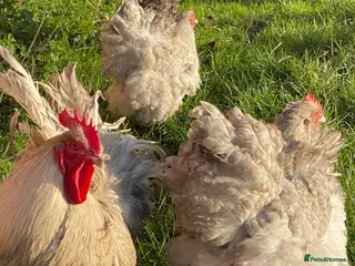 Chickens poultry Orpington hatching eggs - Advert 1