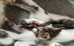 Mixed Breed cats for sale: Ready! Snow Bengal/Seal Lynx X Kittens  - Image 8