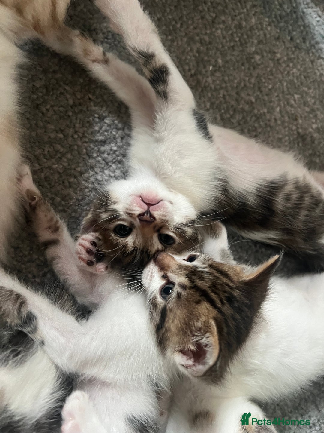 Mixed Breed cats for sale: Ready! Snow Bengal/Seal Lynx X Kittens  - Image 8