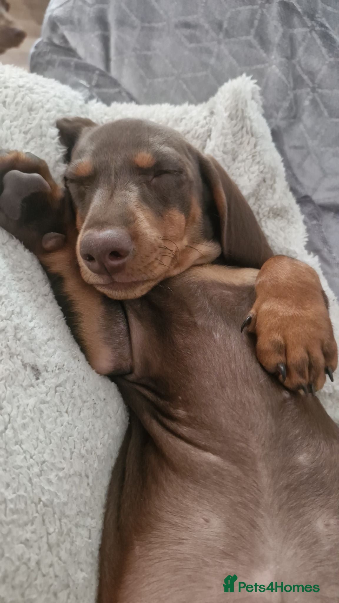 Dachshund dogs 2 beautiful pups for sale - Advert 1