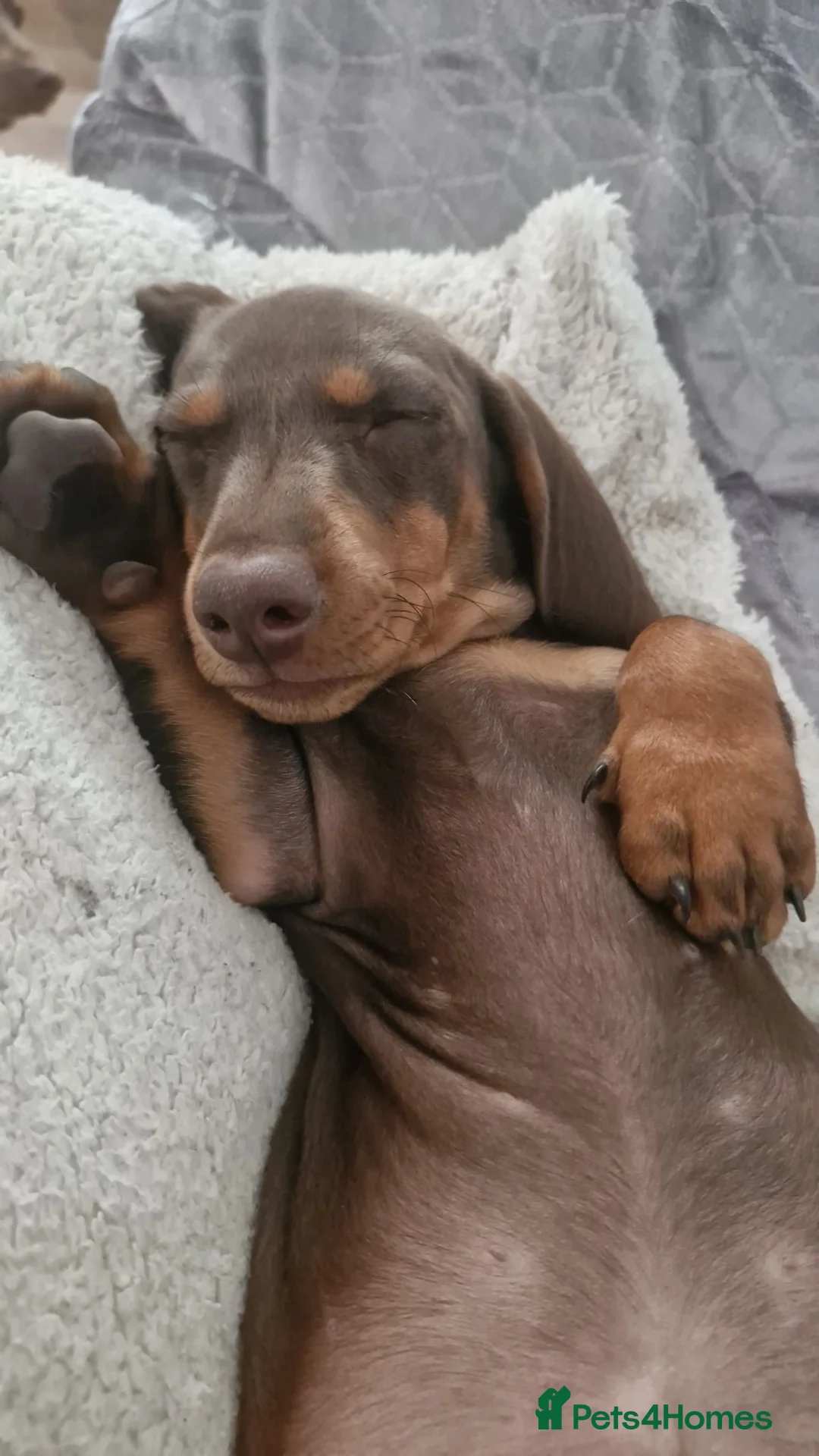Dachshund dogs for sale: 2 beautiful pups for sale - Advert 1