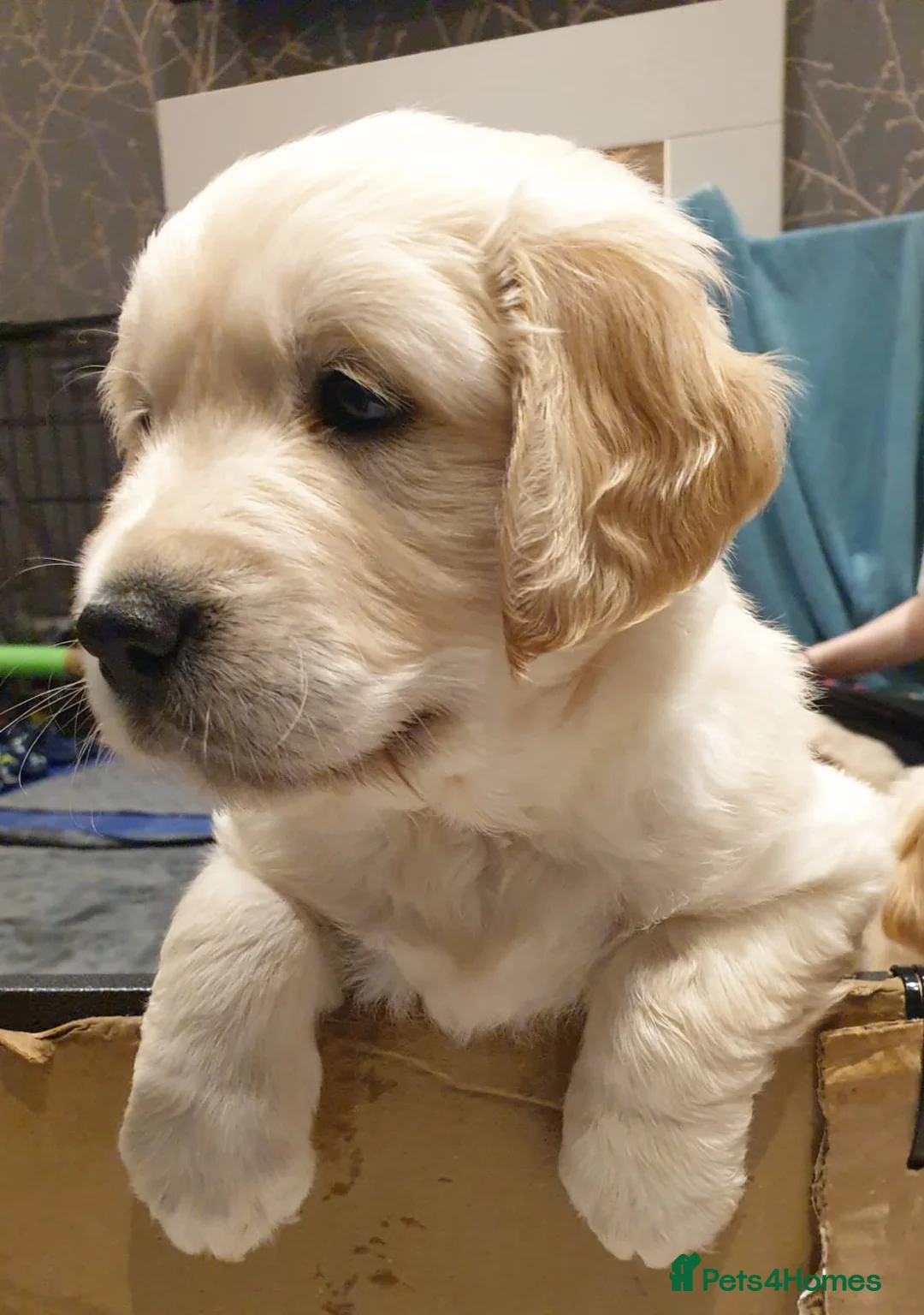 Golden Retriever dogs for sale: Beautiful Golden Retriever Puppies for Sale  - Advert 4