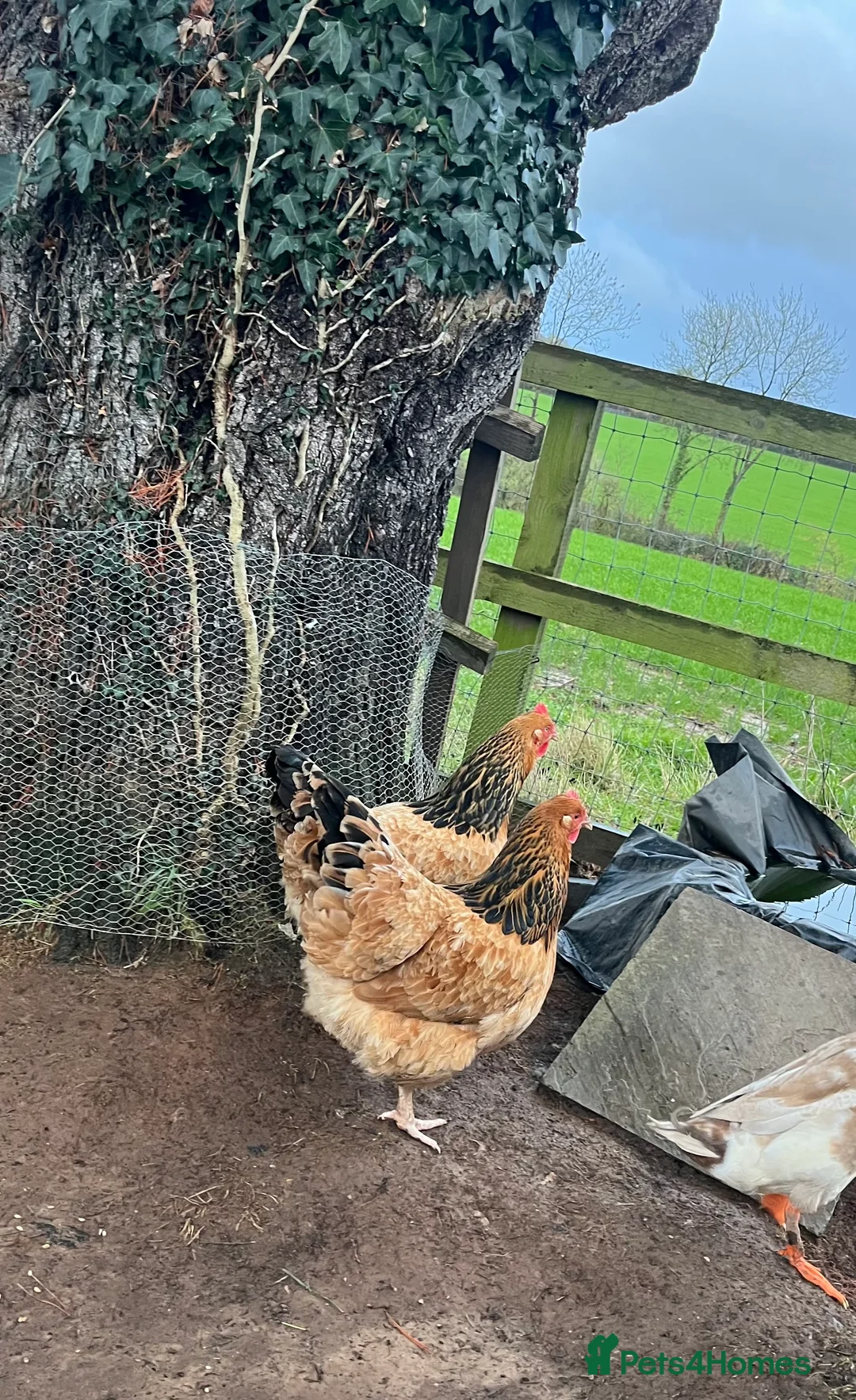 Chickens poultry for sale: Beautiful Buff Sussex Hens  - Advert 1