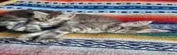 Maine Coon cats for sale: Classic Tabby Maine Coon Kittens  - Advert 6