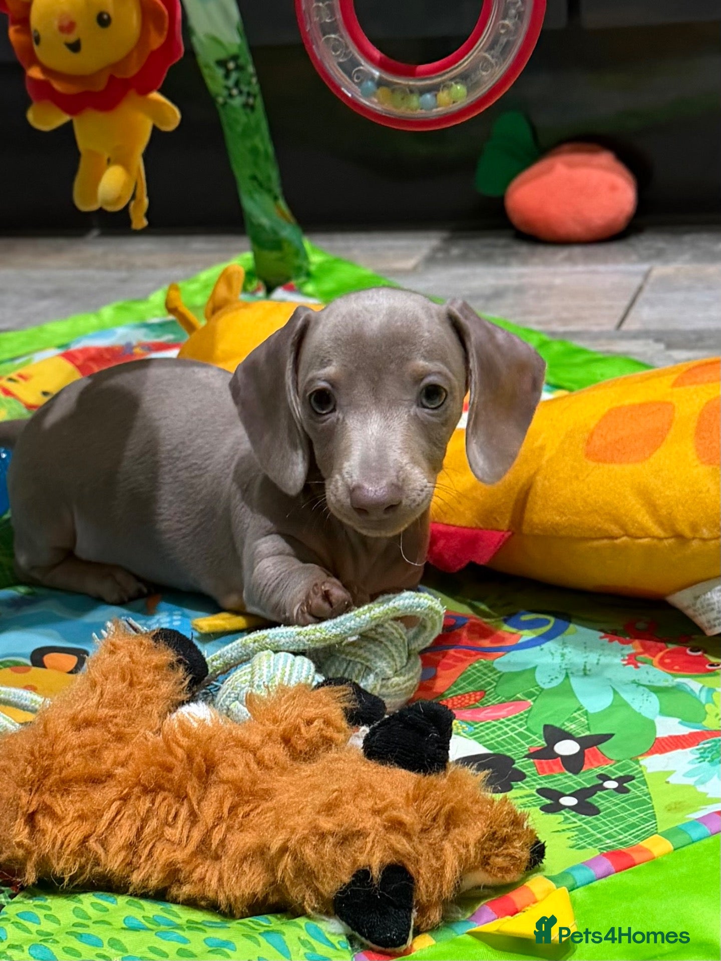 Miniature Dachshund dogs KC Reg Miniature Dachshund Puppies  - Advert 13