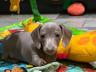 Miniature Dachshund dogs KC Reg Miniature Dachshund Puppies - Advert 13
