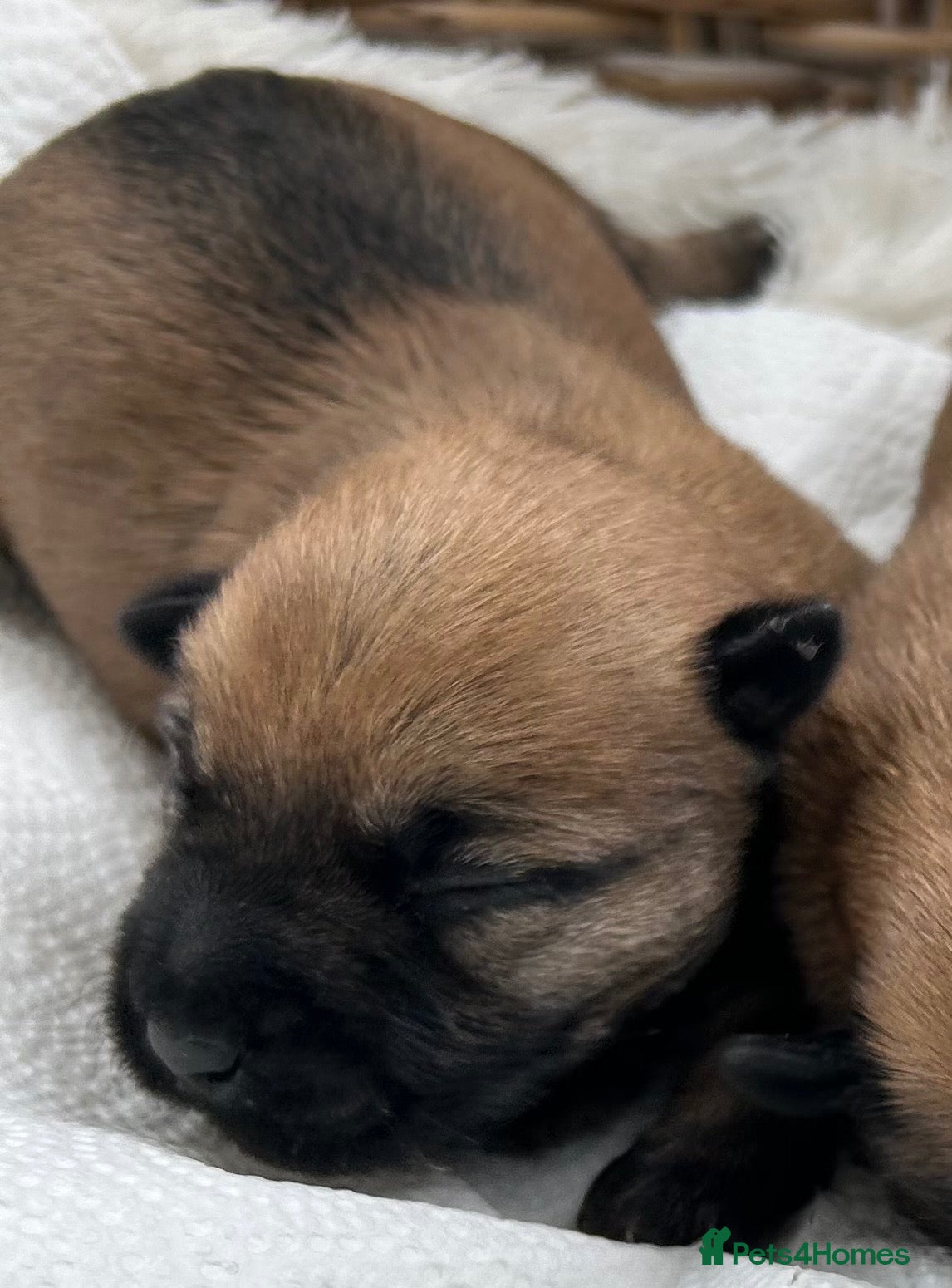 Cairn Terrier dogs Gorgeous Cairn Terrier Puppys - Advert 3