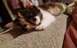 Burmese cats for sale: 4 kittens in need of forever homes!! - Advert 2