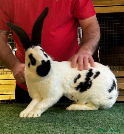 Rabbits for sale | Pets4Homes