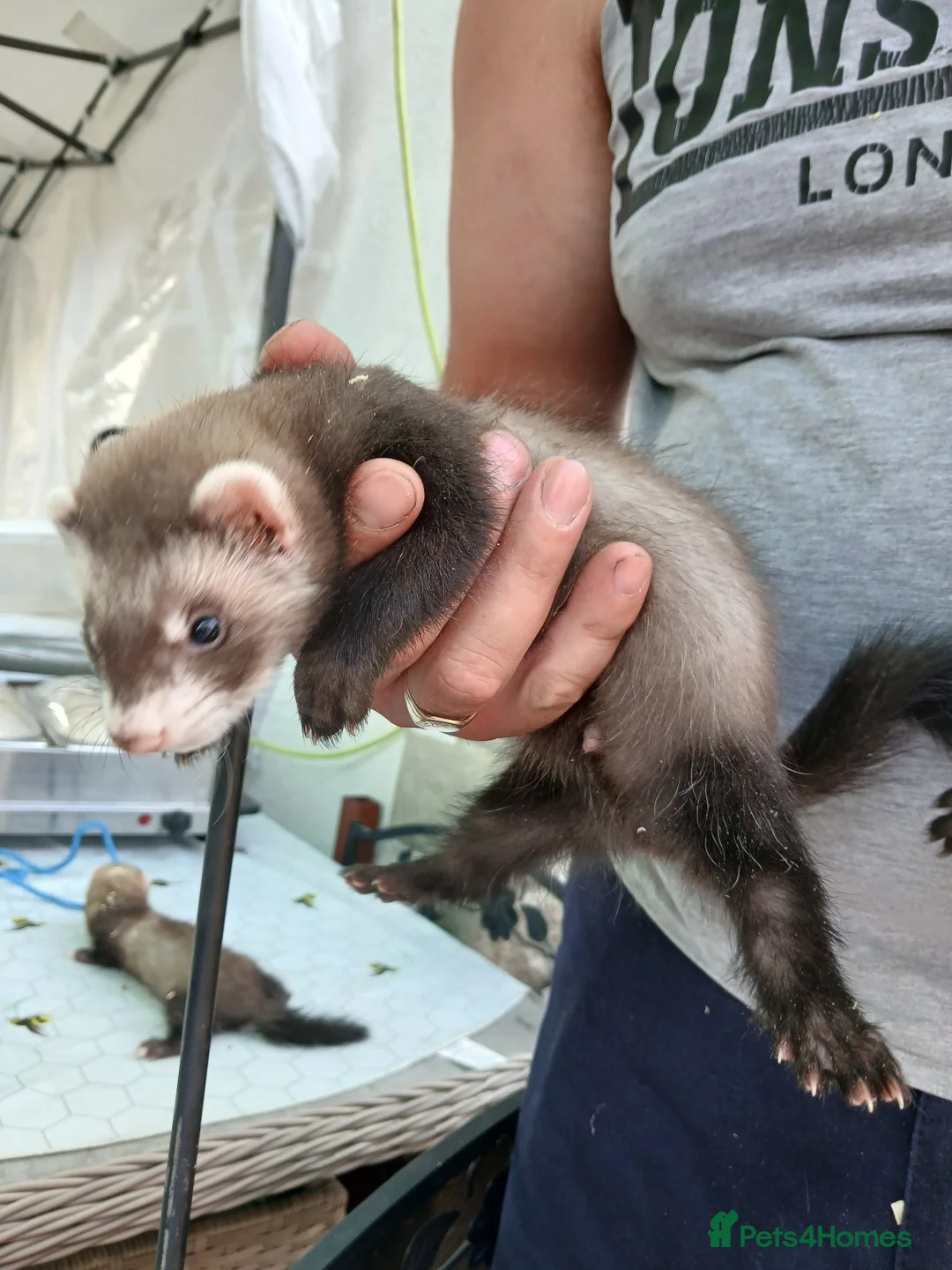 Ferret rodents for sale: Ferretts for sale - Advert 1