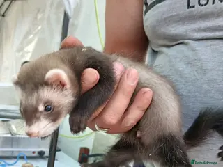 Ferret rodents Ferretts for sale - Advert 1