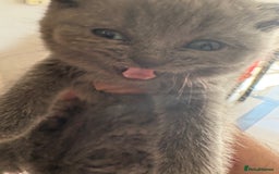 British Shorthair cats for sale: British Shorthair kittens  - Image 2