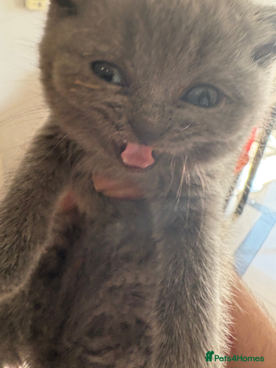 British Shorthair cats for sale: British Shorthair kittens  - Image 2