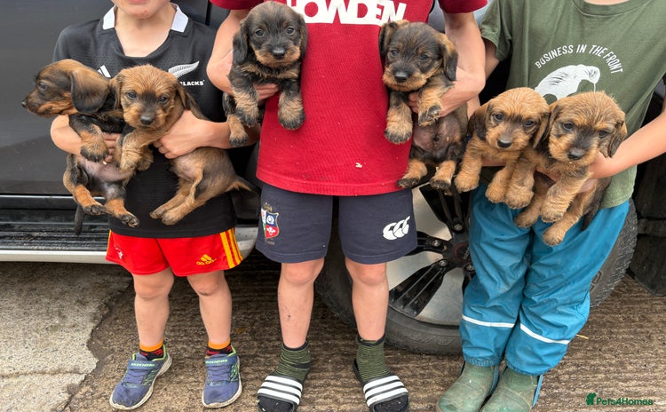 Dachshund dogs - Advert 1
