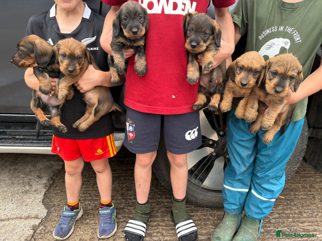 Dachshund dogs for sale: Standard Wirehaired Dachshund (Teckel) Pups - Image 1