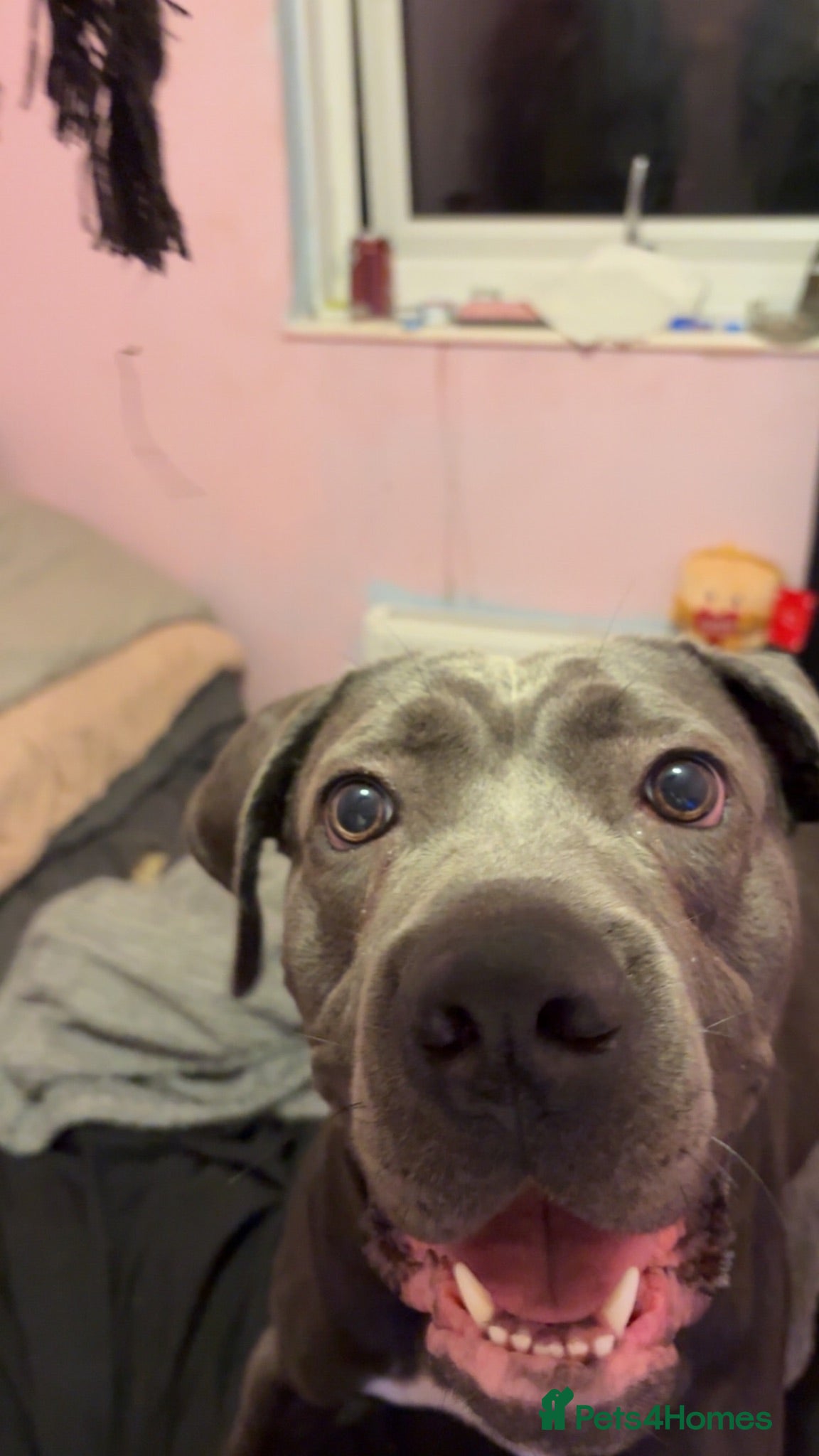 Cane Corso dogs cane corso puppies🐾 - Advert 1
