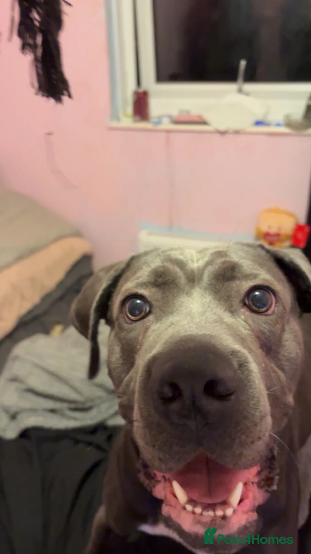 Cane Corso dogs for sale: cane corso puppies🐾 - Advert 1