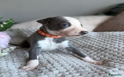 Whippet dogs for sale: 🏆KC Whippet Puppies - Gentle, Elegant & Loving🏆 - Image 14