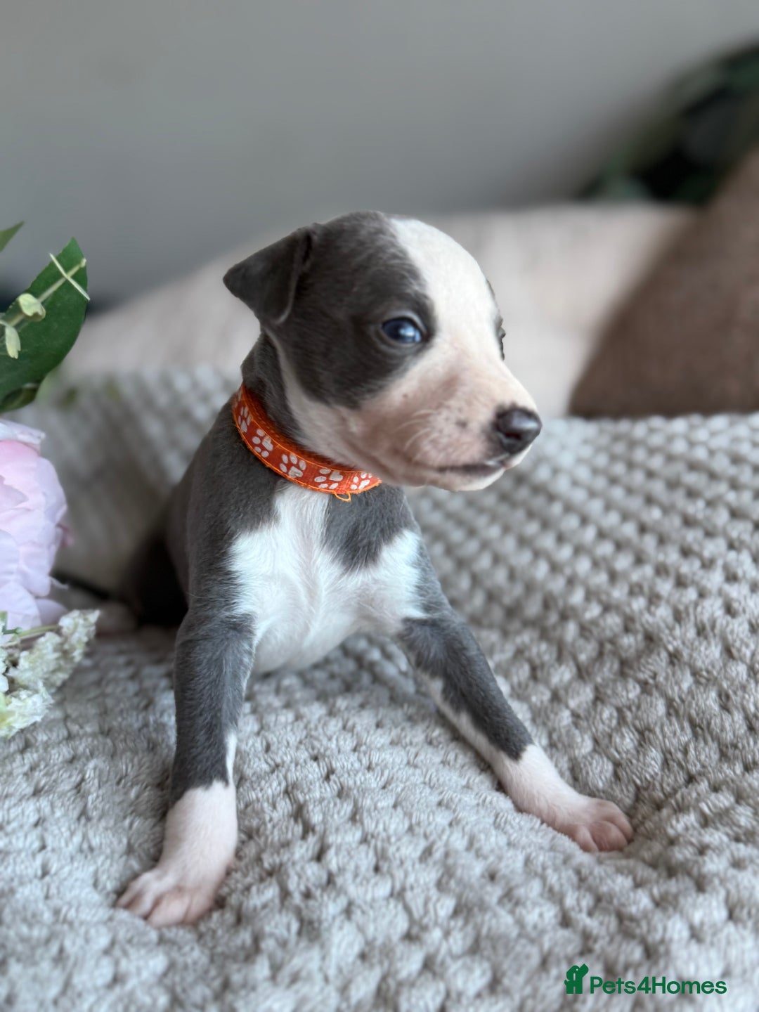 Whippet dogs for sale: 🏆KC Whippet Puppies - Gentle, Elegant & Loving🏆 - Image 14