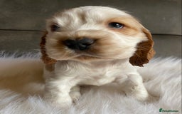Cocker Spaniel dogs for sale: Chunky KC Cocker Spaniel puppies for sale  - Image 10