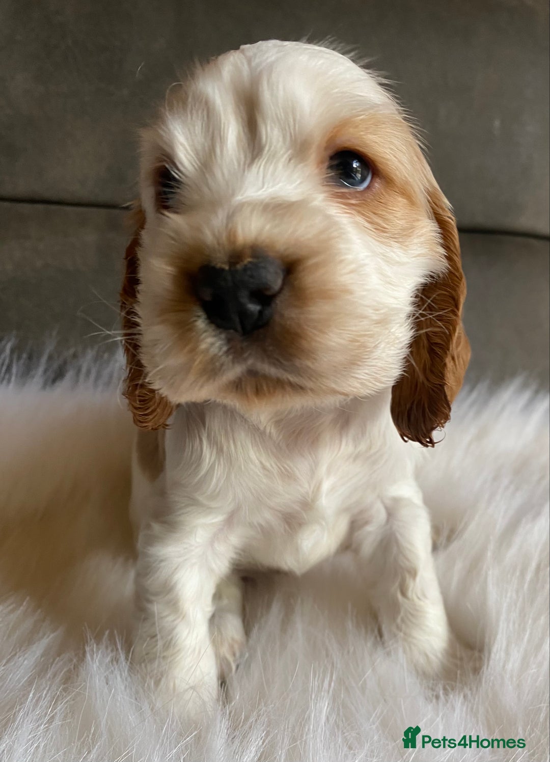 Cocker Spaniel dogs for sale: Chunky KC Cocker Spaniel puppies for sale  - Image 10